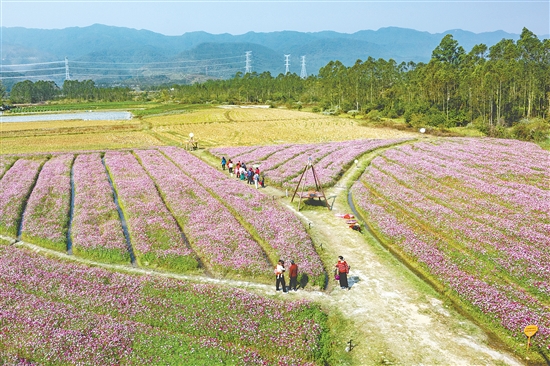 簕菜文化創(chuàng)意園利用周邊田地“休耕期”種植格?；?，建設(shè)景觀花海，吸引眾多游客前來賞花。