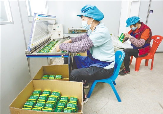 米倉村是恩平簕菜這一國家農(nóng)產(chǎn)品地理標(biāo)志保護(hù)產(chǎn)品的核心產(chǎn)區(qū)。圖為工人在手工制作簕菜茶。