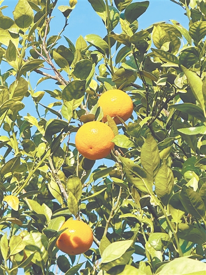 沃柑在陽光下泛著油亮光澤。