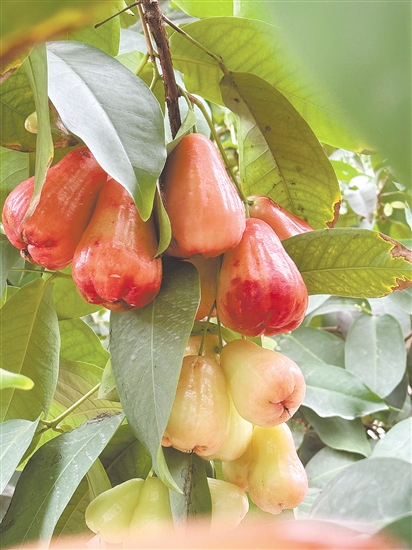 蓮霧紅得透亮。