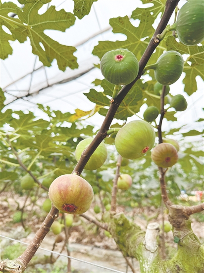成熟無花果掛滿枝頭。