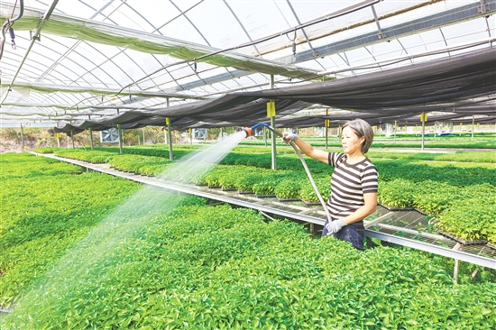 沖蔞鎮(zhèn)深化新型農(nóng)業(yè)經(jīng)營體系改革，發(fā)展新型農(nóng)村集體經(jīng)濟(jì)，僑農(nóng)勤耕農(nóng)場南瓜產(chǎn)業(yè)經(jīng)營模式入選全國典型案例。