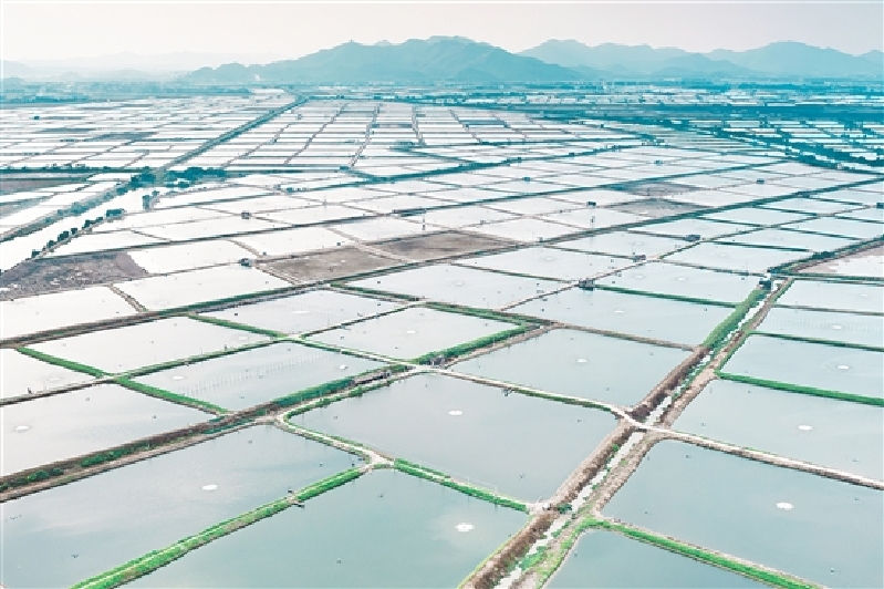 端芬鎮(zhèn)鰻魚產(chǎn)業(yè)經(jīng)過(guò)多年發(fā)展，已形成一條集鰻魚培育、飼料生產(chǎn)、養(yǎng)殖、加工、出口貿(mào)易于一體的完整的鰻魚產(chǎn)業(yè)鏈。