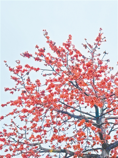 江門街頭木棉花紅似火。