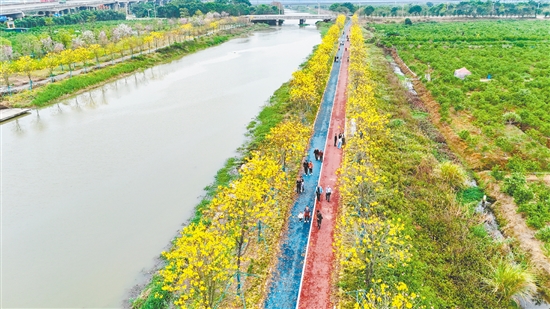 英洲海碧道沿岸的黃花風(fēng)鈴木繁花似錦。