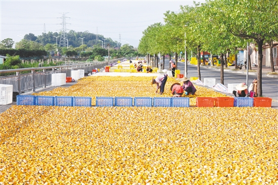 近年來，茶坑村大力推進“百千萬工程”，推動農(nóng)文旅深度融合，實現(xiàn)產(chǎn)業(yè)興旺。