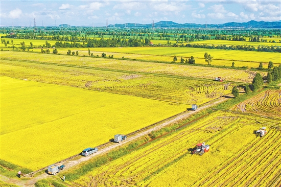 “廣東第一田”項(xiàng)目規(guī)劃總用地面積22.5萬(wàn)畝。項(xiàng)目計(jì)劃建設(shè)糧食博覽會(huì)展服務(wù)區(qū)、糧食農(nóng)業(yè)科技示范區(qū)、糧食主題農(nóng)業(yè)景區(qū)，開(kāi)展莘村風(fēng)貌提升等內(nèi)容，建成后塑造“廣東第一田”品牌，助力都斛鎮(zhèn)農(nóng)文旅高質(zhì)量發(fā)展。