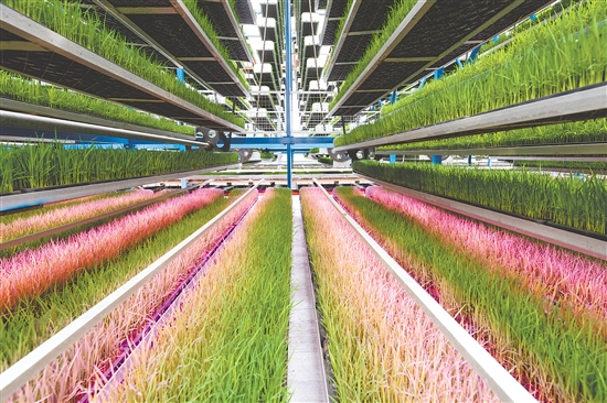 天禾智慧農(nóng)場(chǎng)是一個(gè)現(xiàn)代化標(biāo)準(zhǔn)種植基地，以“少人化作業(yè)、數(shù)字化生產(chǎn)”為核心目標(biāo)。這是廣東供銷(xiāo)天禾臺(tái)山育秧中心。