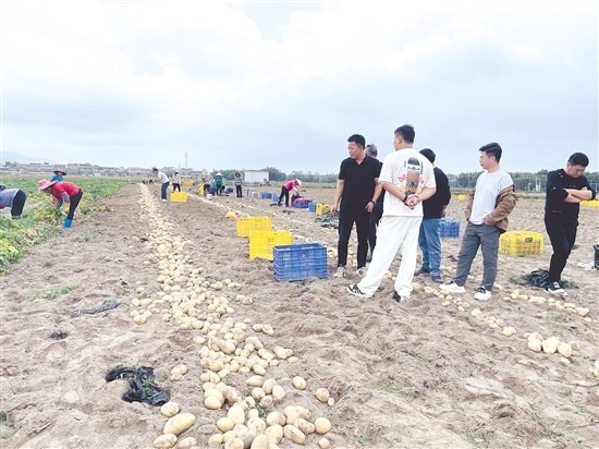 客商走進(jìn)恩平田間地頭，了解馬鈴薯種植情況。