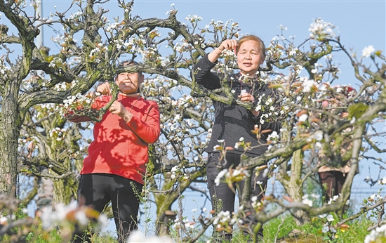 圖為3月11日，村民在重慶市永川區(qū)尖山村給梨花進行人工授粉。