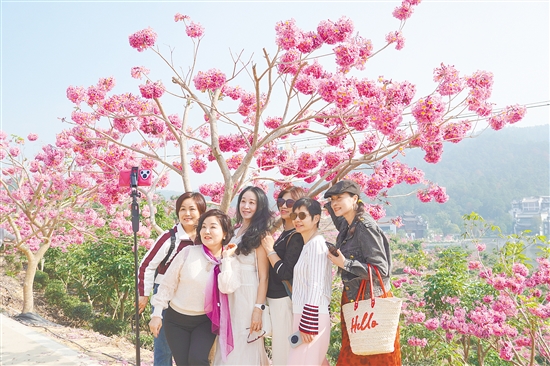 來(lái)蘇村憑借浪漫的紫花風(fēng)鈴木花海成功“出圈”。