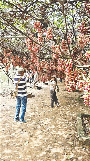 游客在禾雀花長(zhǎng)廊拍照“打卡”。
