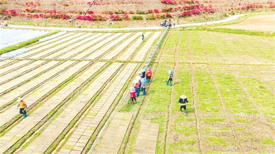 鶴山市宅梧鎮(zhèn)源林農(nóng)業(yè)育秧育種基地內(nèi)一片忙碌。
