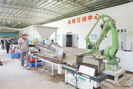 開(kāi)平市永暉農(nóng)機(jī)專業(yè)合作社聯(lián)合社的育秧車(chē)間內(nèi)，全自動(dòng)育秧機(jī)高效運(yùn)轉(zhuǎn)。