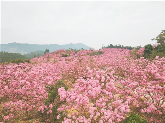 大澤鎮(zhèn)綠美生態(tài)園的紫花風(fēng)鈴木，每年冬天迎來(lái)最佳觀賞期，姹紫嫣紅的花朵漫山遍野。