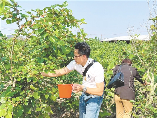 來(lái)自中山的游客體驗(yàn)摘桑果。