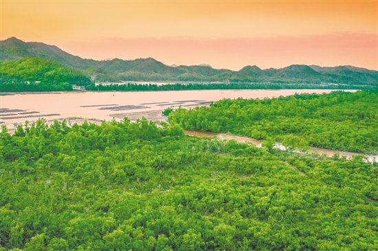 鎮(zhèn)海灣紅樹林國(guó)家濕地公園是寶貴的紅樹植物基因庫(kù)和鳥類棲息地。