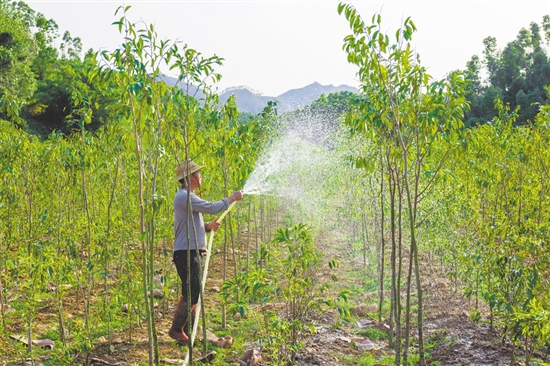 全鎮(zhèn)沉香種植面積達(dá)8000多畝，有效帶動(dòng)群眾實(shí)現(xiàn)穩(wěn)定增收。