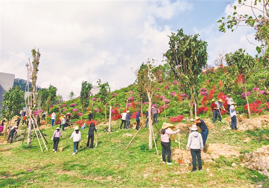新栽的簕杜鵑與中華無憂樹錯(cuò)落有致地挺立在春風(fēng)中，與嶄新的校園建筑相映成趣。