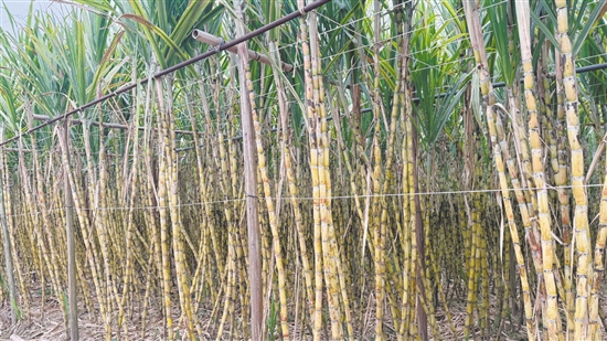 江門是廣東傳統(tǒng)的甘蔗產(chǎn)區(qū)，出產(chǎn)的黃皮果蔗以皮薄、汁多、脆甜、無渣聞名，曾遠(yuǎn)銷省內(nèi)外。