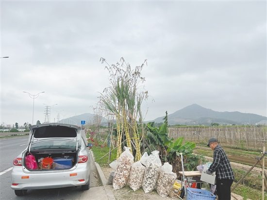 我市多地甘蔗出現(xiàn)滯銷，不少蔗農(nóng)在路邊擺起了臨時攤位。