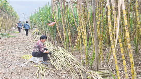 蔗農(nóng)砍蔗準(zhǔn)備拉到其他地方沿街叫賣。