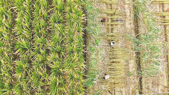 甘蔗地里，蔗農(nóng)正在收獲甘蔗。