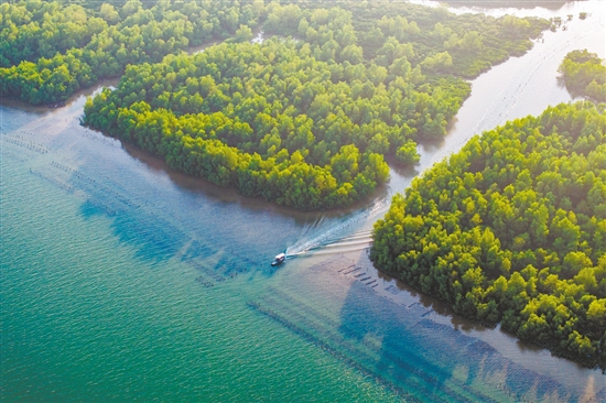 鎮(zhèn)海灣紅樹林國家濕地公園滿眼新綠。