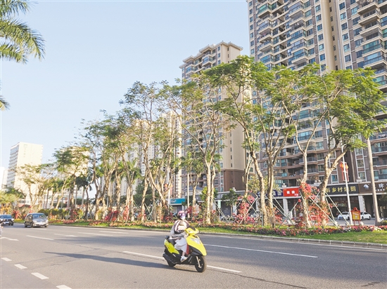 臺山市推廣“市花上樹”，為臺山城區(qū)主干道增添繽紛色彩。