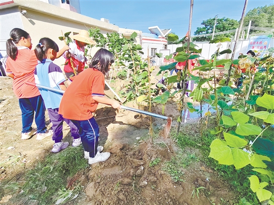 同學(xué)們在田間地頭體驗“四薯”種植的樂趣。