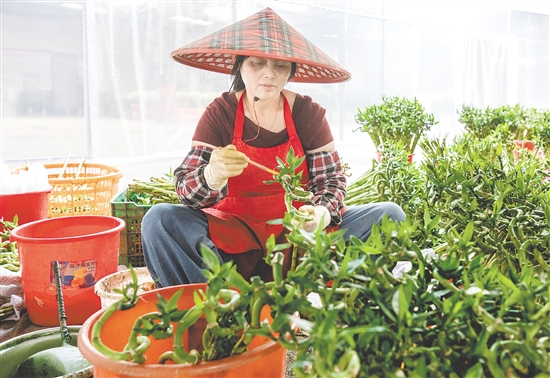 海宴花農獨創(chuàng)螺旋彎竹培育技藝，贏得“富貴彎竹靠臺山”的行業(yè)美譽。