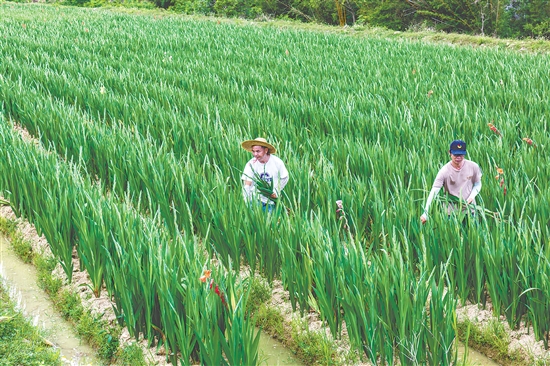 海宴鎮(zhèn)全域劍蘭花種植面積突破6000畝，主產區(qū)為永和村劍蘭花種植基地，產值突破1.2億元。