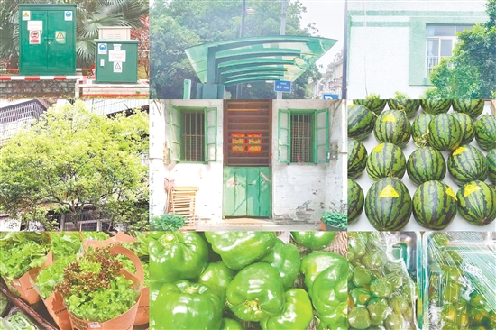 江門的春天，綠意滿屏。