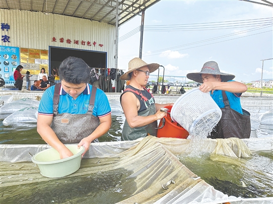 工人們將聯(lián)一水產(chǎn)繁育的優(yōu)質(zhì)魚(yú)苗裝車(chē)，這批“水產(chǎn)芯片”即將發(fā)往各地。