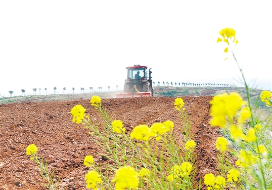 圖為4月7日，河南省洛陽市汝陽縣劉店鎮(zhèn)二郎村村民在駕駛農(nóng)機進行耕田作業(yè)。