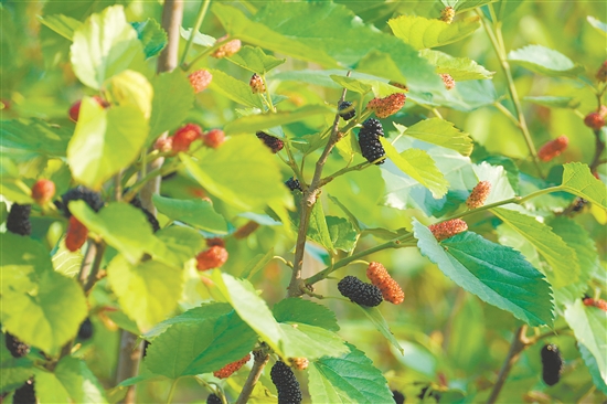 紫紅色的桑葚讓人垂涎欲滴。