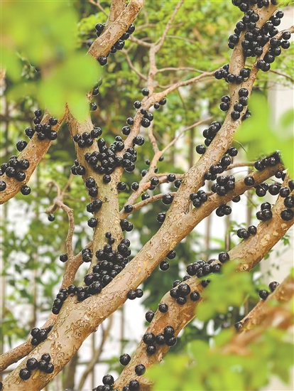 嘉寶果密密麻麻地掛滿枝頭。