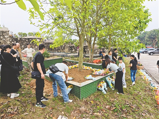 開平市金山墓園舉辦樹葬活動(dòng)。