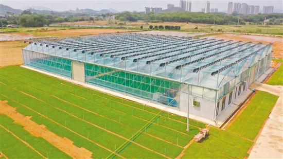 良西鎮(zhèn)水稻現(xiàn)代化育秧中心。