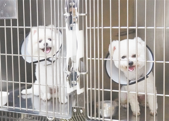 在住院區(qū)治療的博美和比熊。