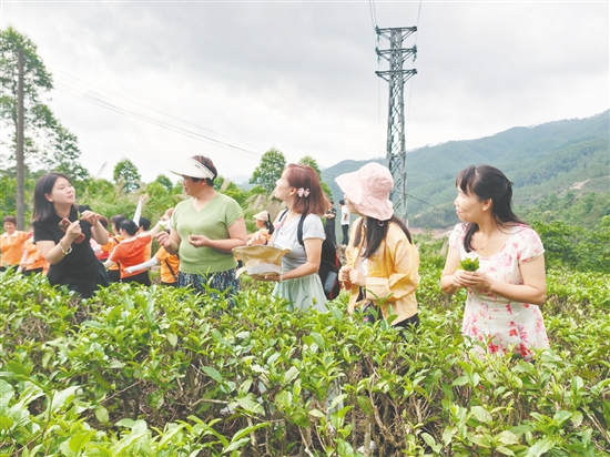 學(xué)員們在導(dǎo)師的指導(dǎo)下，學(xué)習(xí)“一芽二葉”的精準(zhǔn)采摘標(biāo)準(zhǔn)和技巧。