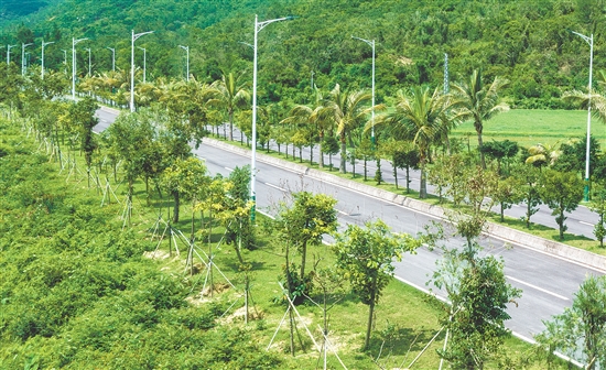 川島鎮(zhèn)人大代表帶頭植綠護(hù)綠，在上川島飛沙灘至高筍道路種下“綠美人大代表林”，筑牢鎮(zhèn)村生態(tài)屏障。