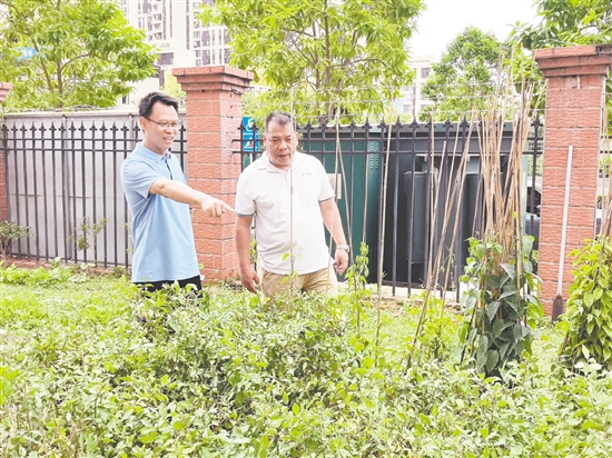 周解兮（左）組織校園綠化改造工作。