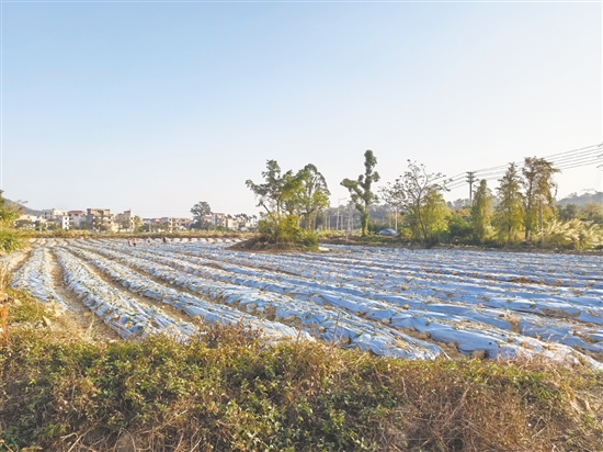 臺山市結(jié)合地塊稟賦因地制宜選種、精準施策，全方位激活撂荒耕地生產(chǎn)價值。