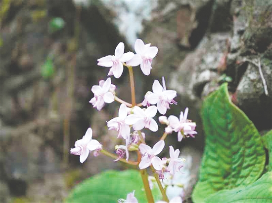 陳氏異藥花。