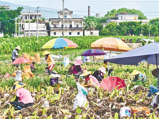 農戶們在田間地頭忙著挖芋頭、分揀，一派豐收熱鬧景象。
