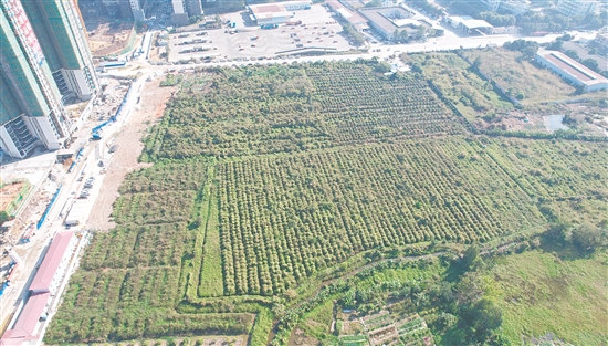 今年1月，匯峰地產(chǎn)以總價(jià)3.49億元拿下開(kāi)平33號(hào)地。